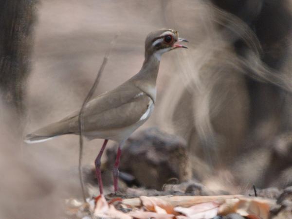<h3><a href="/trips/gambia/biota/animalia/chordata/aves/024 charadriiformes/016 glareolidae/rhinoptilus chalcopterus/rhinoptilus chalcopterus-nl.html">Rhinoptilus&nbsp;chalcopterus</a> / Bronze‑winged&nbsp;courser / Bronsvleugelrenvogel</h3>OM-1 Mark II met OLYMPUS M.150-400mm F4.5 TC, 1/2000 sec  bij F5.6, ISO 1250, afstand 17.4&nbsp;m